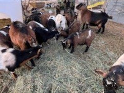 Nigerian Dwarf Goats - Various Ages & Colors - Healthy and Friendly Farm Animals