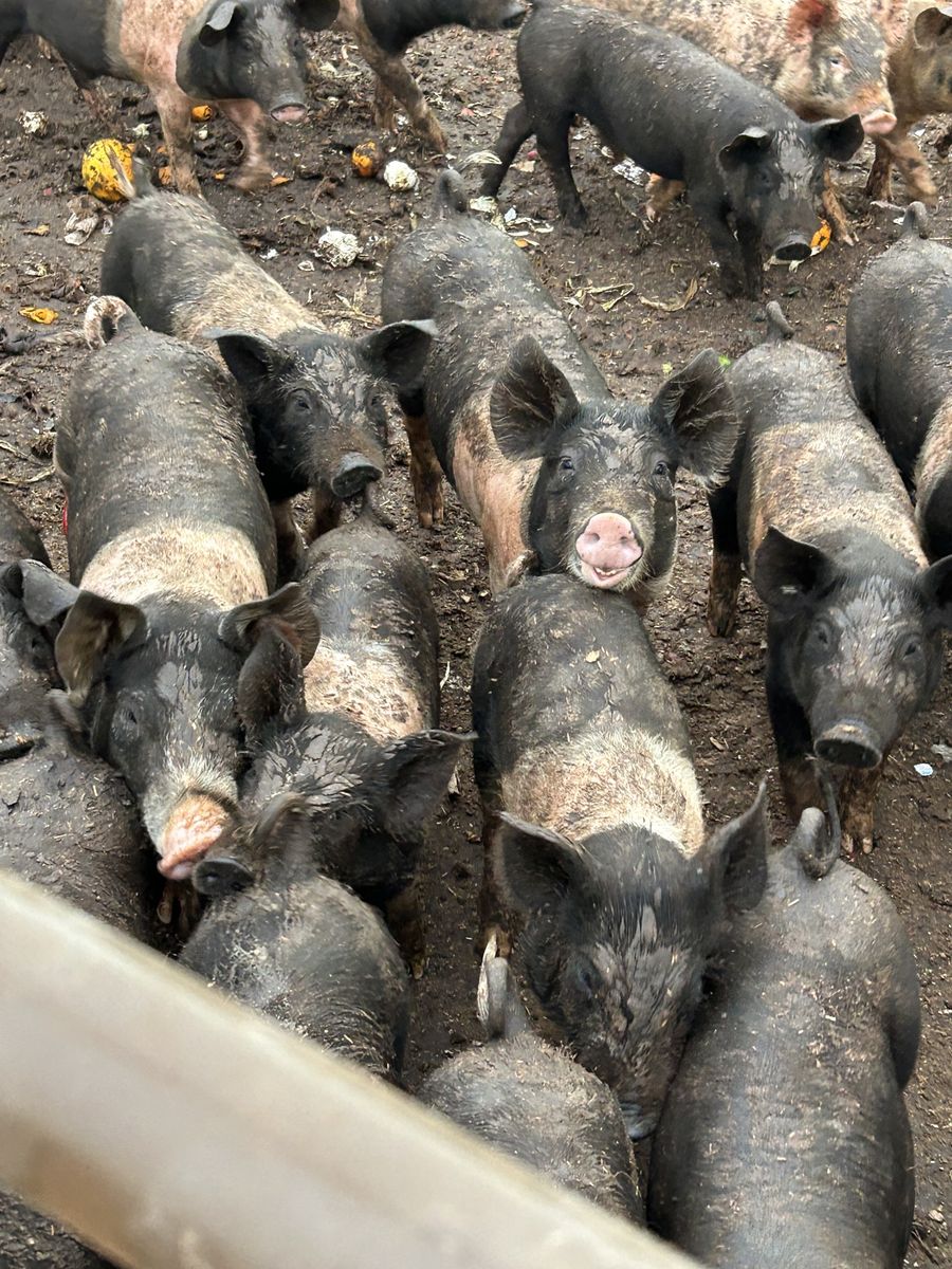 Pigs