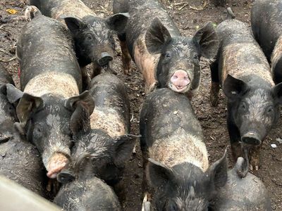 Pigs