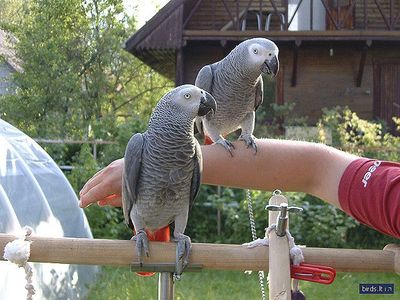 African Grey parrots available for new homes .