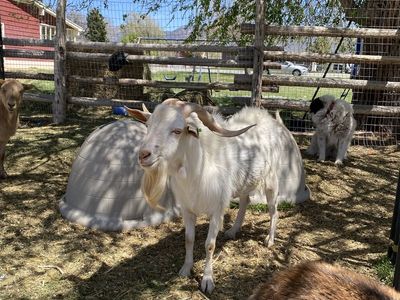 For Sale: Kiko-Mix Buck