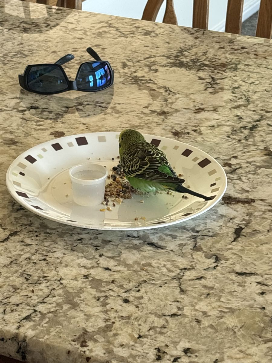 Found Budgie Parakeet - Green with Yellow Head - Seeking Owner