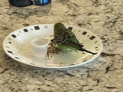 Found Budgie Parakeet - Green with Yellow Head - Seeking Owner