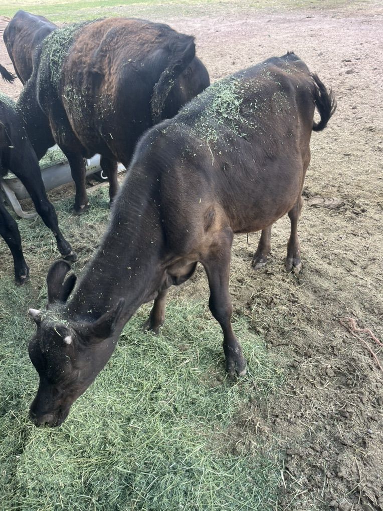 2 Jersey Cross  Steers