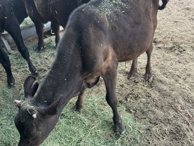 2 Jersey Cross Steers