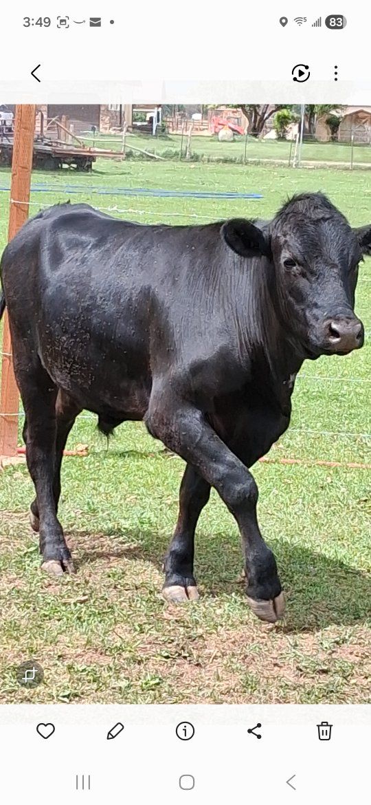 Grass-fed Angus steer