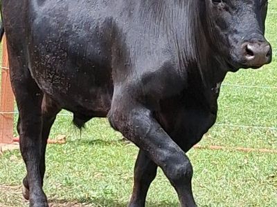 Grass-fed Angus steer