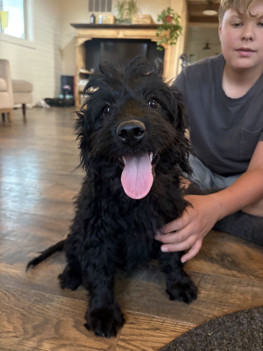 Goldendoodle Black-Doodle Mix Puppies (Discounted)