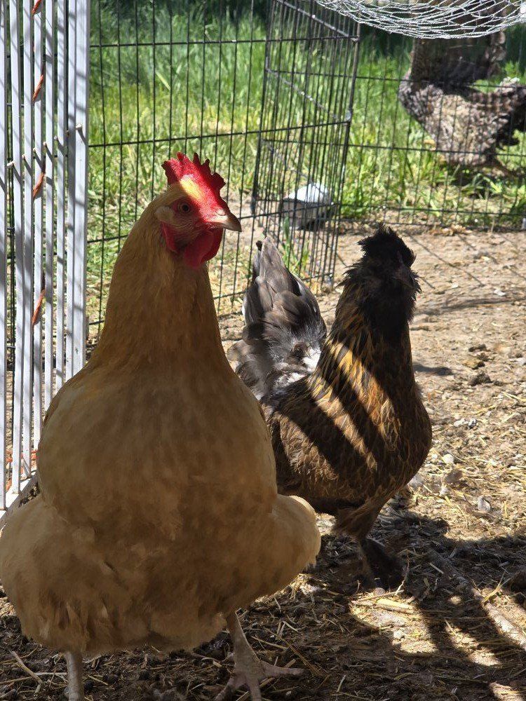 laying hens