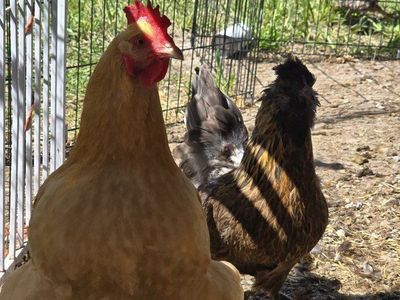 laying hens