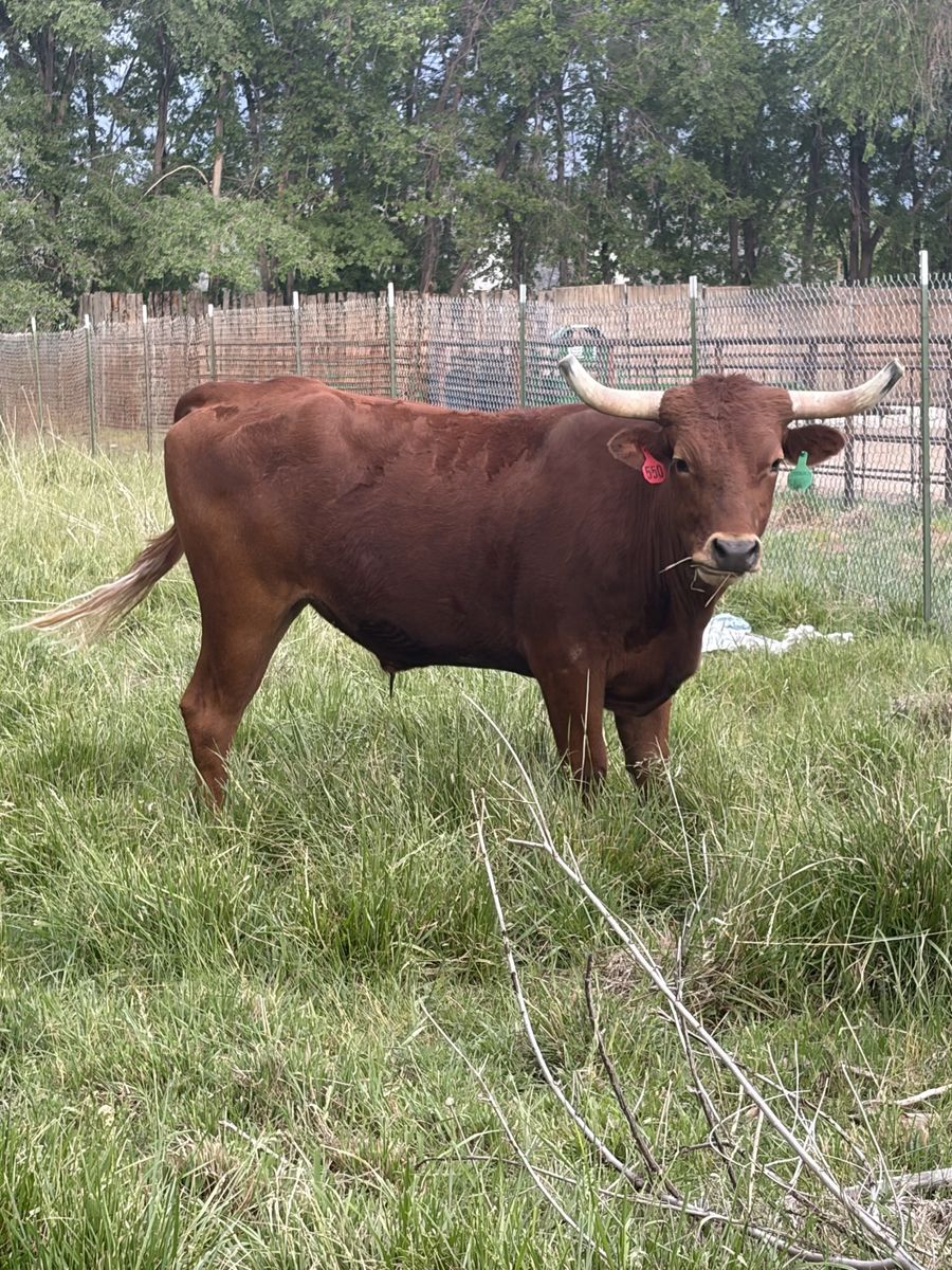 Corriente Steer