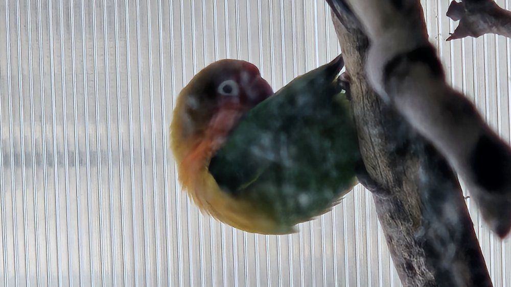 BREEDING PAIR OF LOVEBIRDS