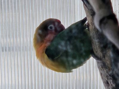 BREEDING PAIR OF LOVEBIRDS