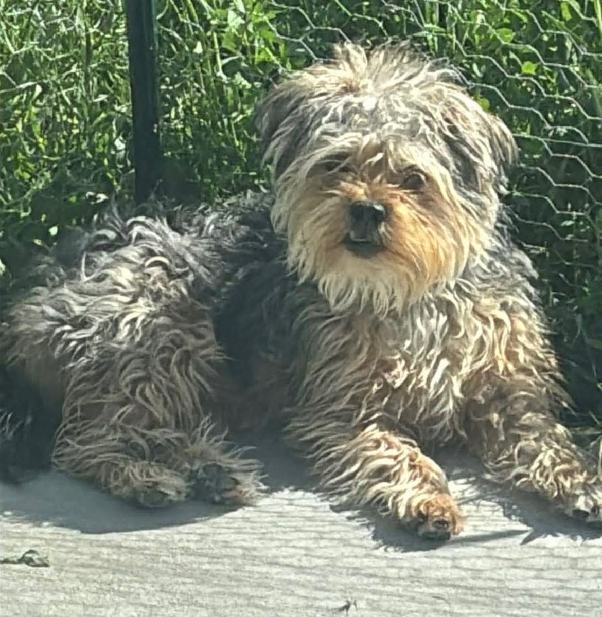 Yorkie poo his name is Levi