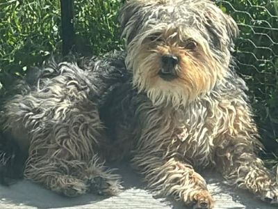 Yorkie poo his name is Levi