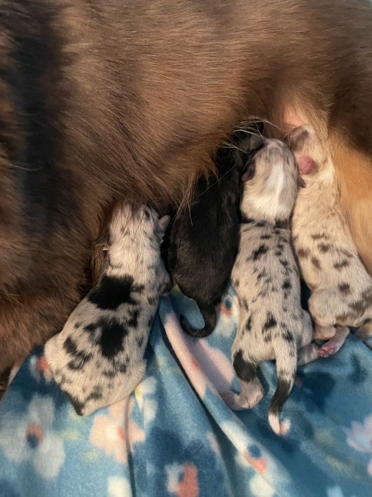 Mini Aussies Miniature Australian Shepherd