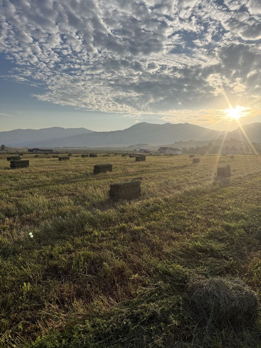 Small bales grass/alfalfa mix.  $7.50 in the field. 400+ available
