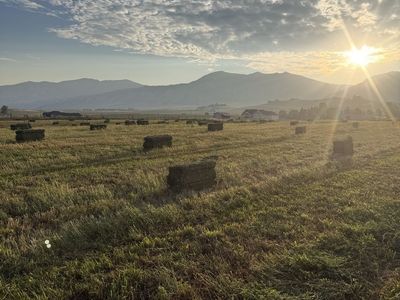 Small bales grass/alfalfa mix. $7.50 in the field. 400+ available