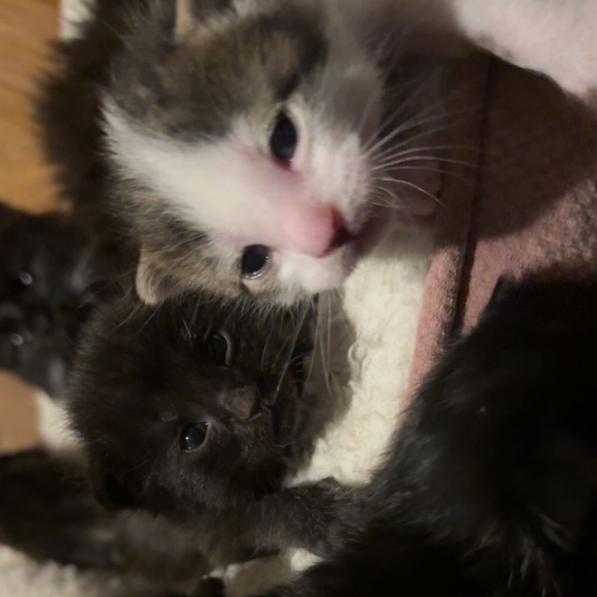Kittens need new loving home/homes🩷