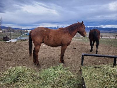 Grade 3 year old Gelding