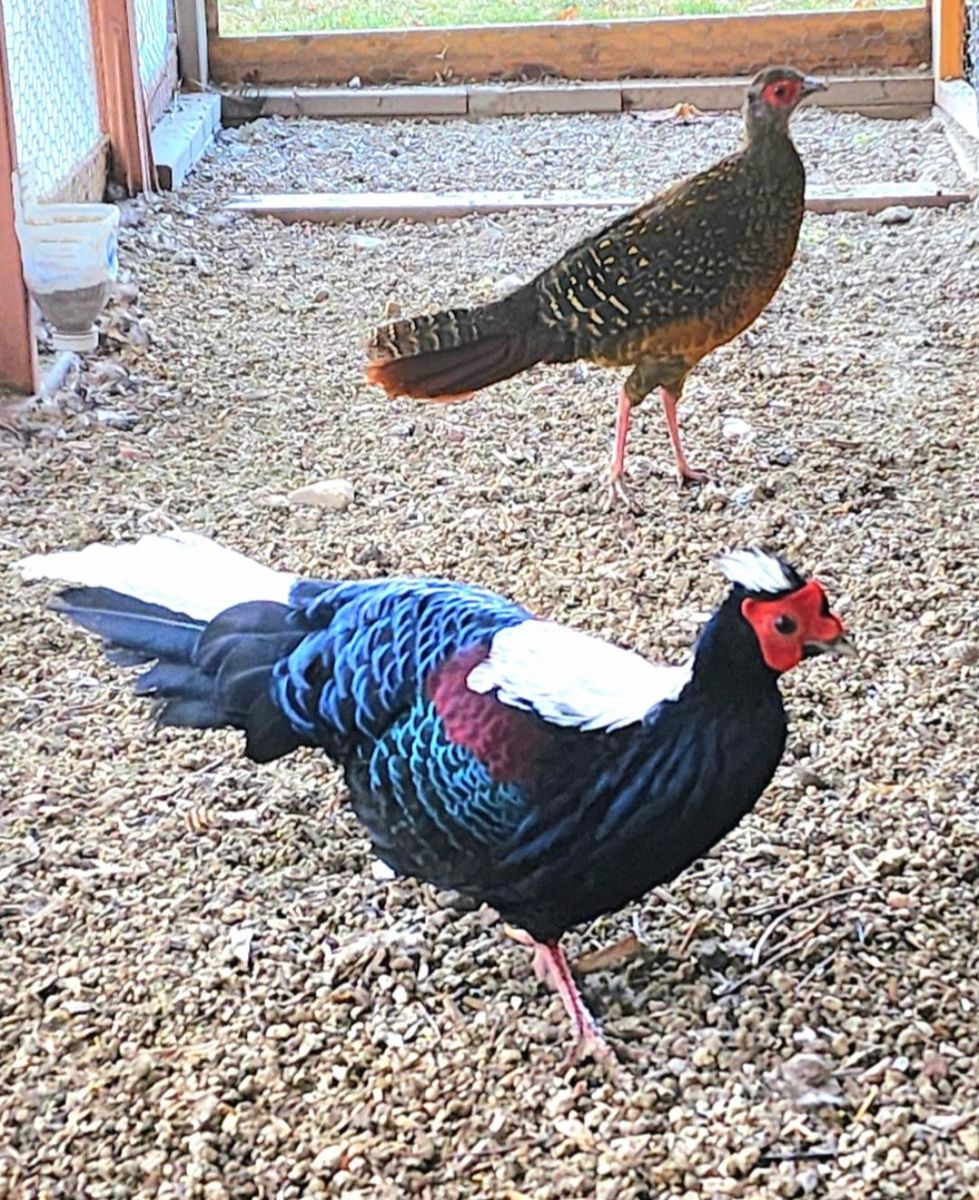 Swinhoe's Pheasant Breeding Pair