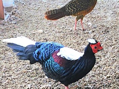 Swinhoe's Pheasant Breeding Pair