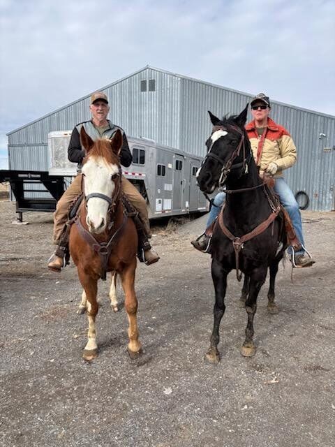 APHA registered mare