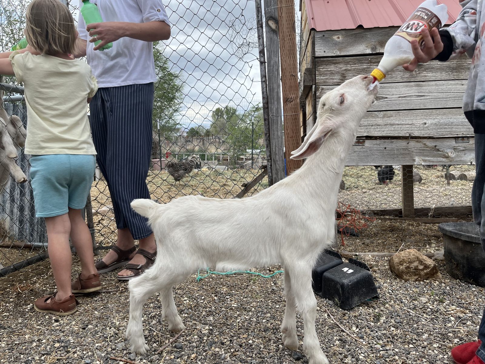 Snubian Doeling Bottle Baby