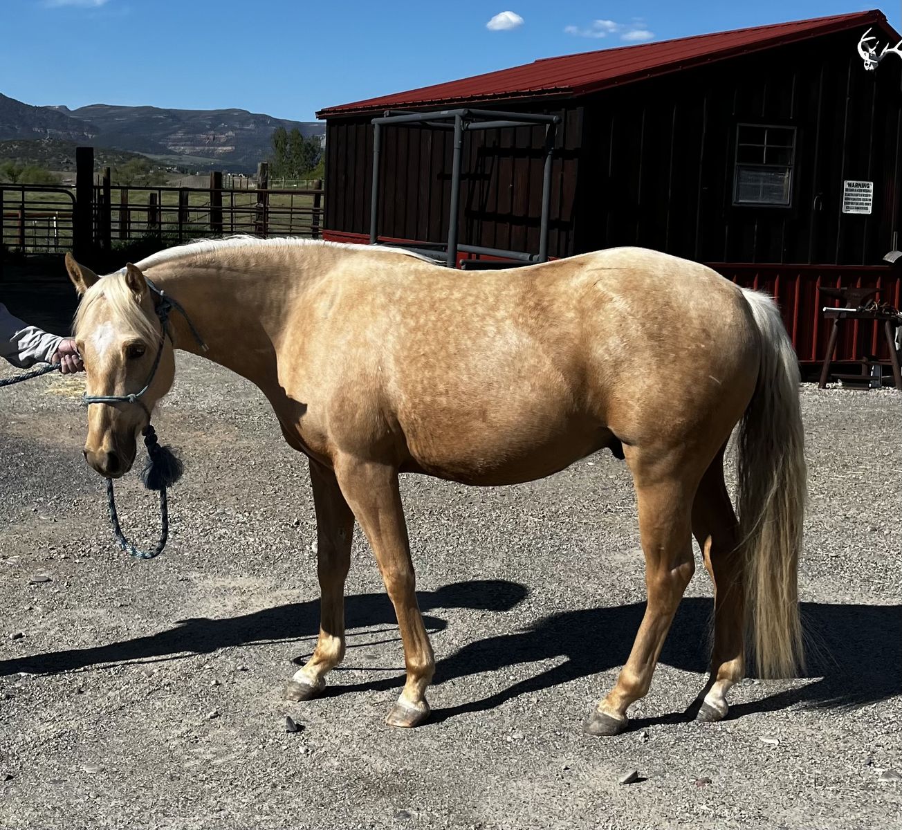 AQHA 2023 Gelding