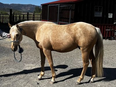 AQHA 2023 Gelding