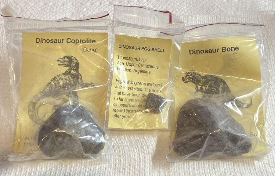 Dinosaur Fossil Collection: Coprolite, Egg Shell, and Bone - Titanosaurus & T-Rex Era
