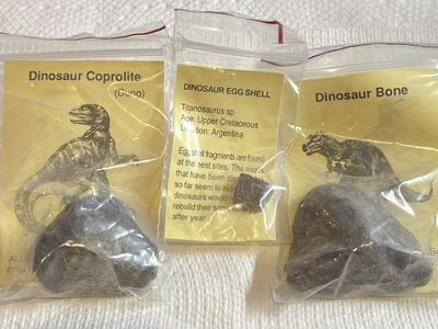 Dinosaur Fossil Collection: Coprolite, Egg Shell, and Bone - Titanosaurus & T-Rex Era