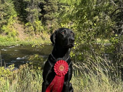 Stud Service: Black Labrador Field Trial & Hunt Test Titles