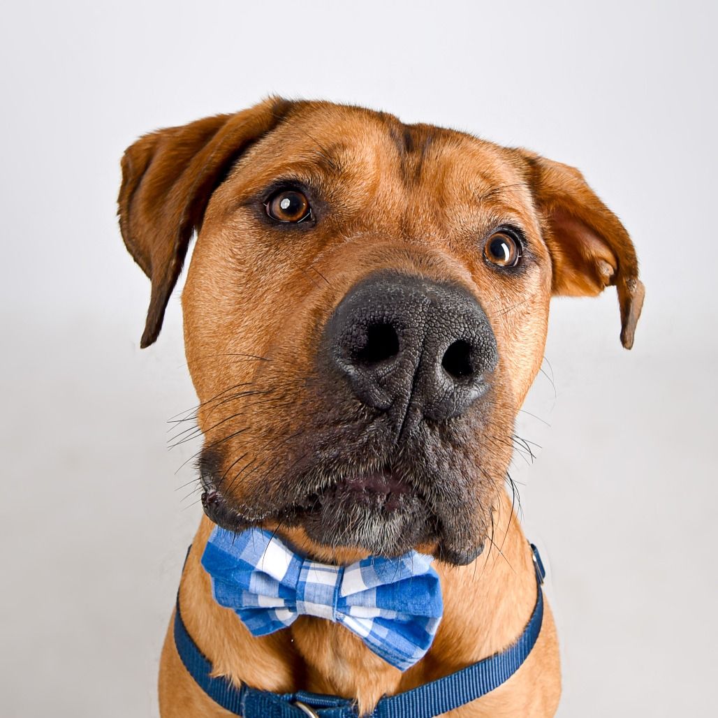 Hello my name is Scooby Doo