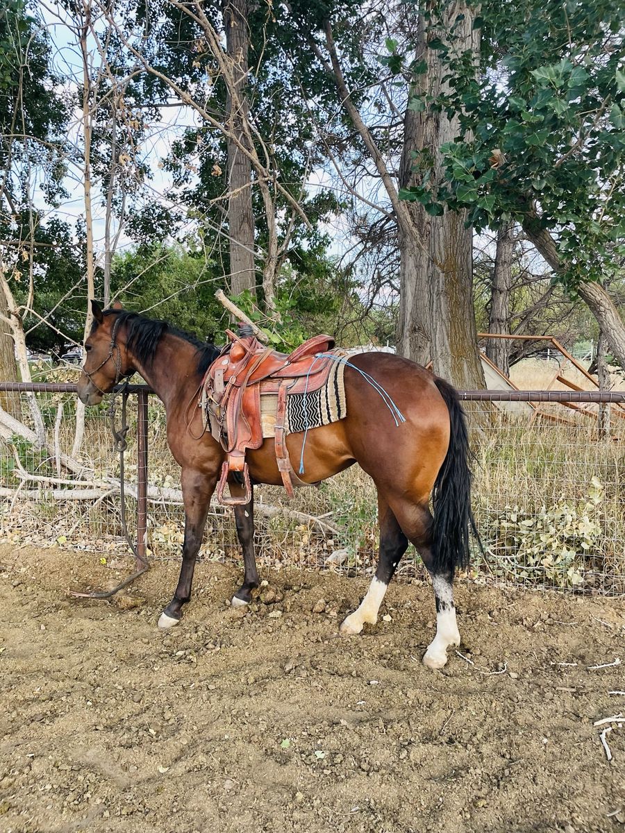 AQHA Registered Bay Mare Quarter Horse - Pokey Too Socks