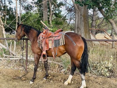 AQHA Registered Bay Mare Quarter Horse - Pokey Too Socks
