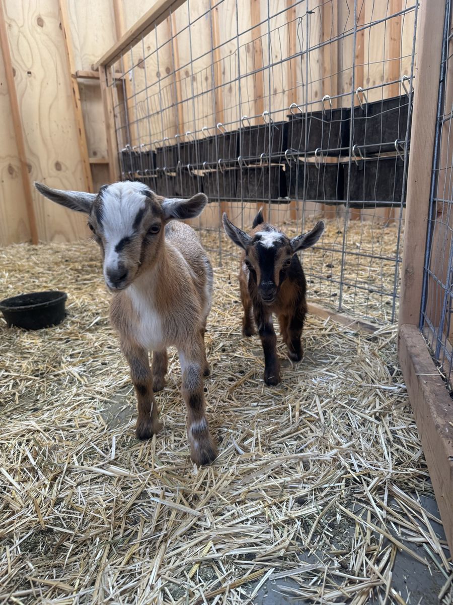 Bucklings/weathers Nigerian dwarf goats