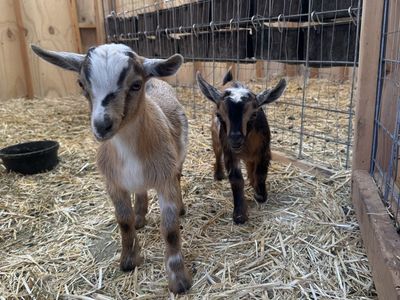 Bucklings/weathers Nigerian dwarf goats