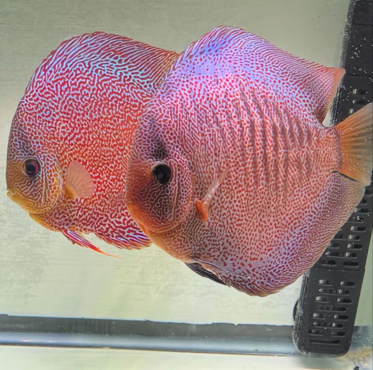 Beautiful Male Super Panthera Discus Fish - Live Freshwater Aquarium Fish - Vibrant & Healthy