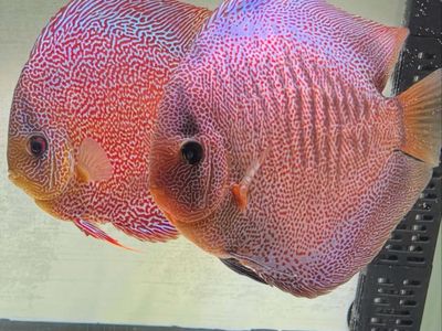 Beautiful Male Super Panthera Discus Fish - Live Freshwater Aquarium Fish - Vibrant & Healthy