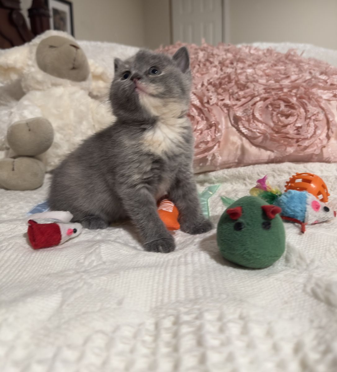 Scottish Fold Kittens