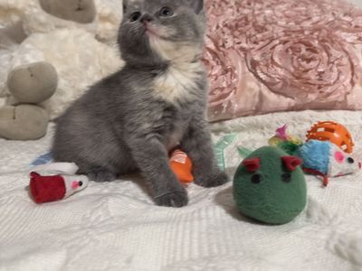 Scottish Fold Kittens