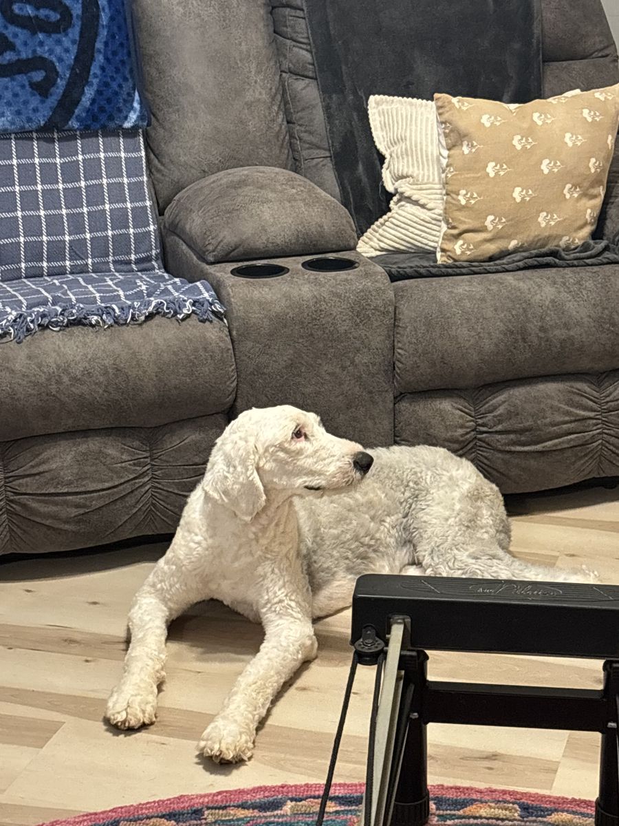 Old English sheep dog