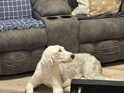 Old English sheep dog