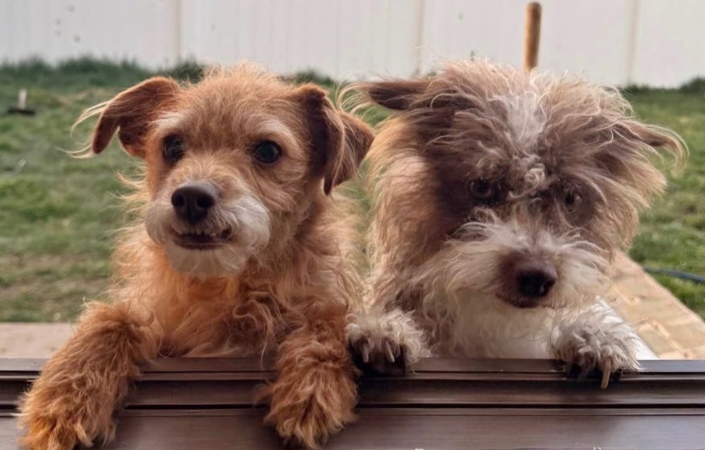 Terriers (Bellatrix and Hagrid Bonded Paird)
