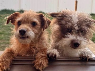 Terriers (Bellatrix and Hagrid Bonded Paird)