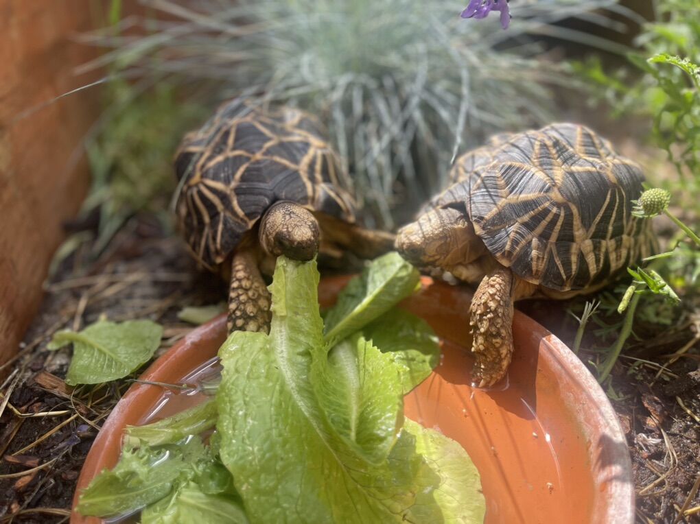 ISO Burmese Star tortoises