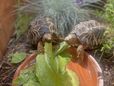 ISO Burmese Star tortoises