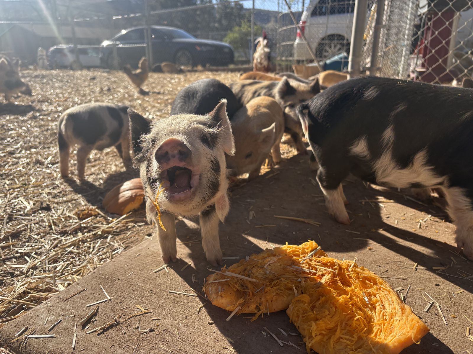 Male Kune Kune Mix Piglets-Homestead, Pet, or Meat