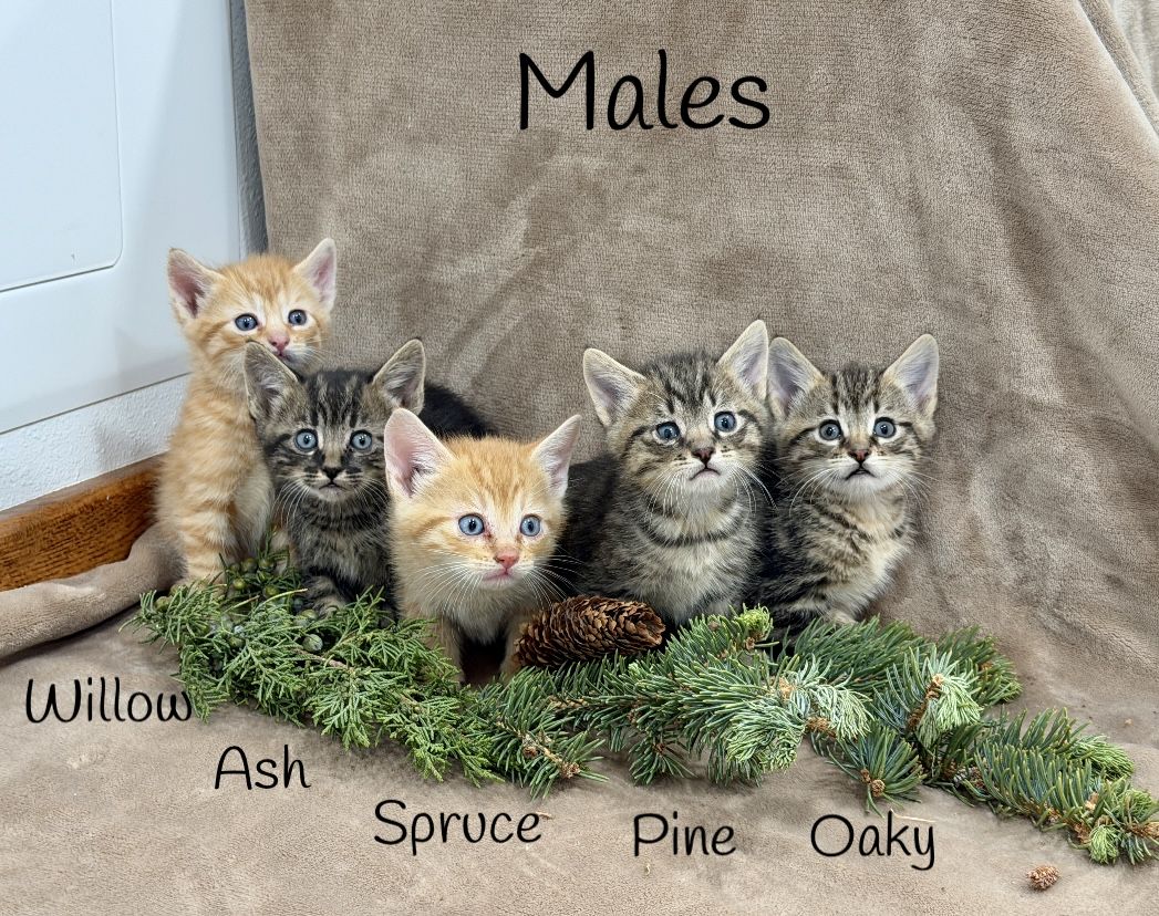 Adorable kittens!!